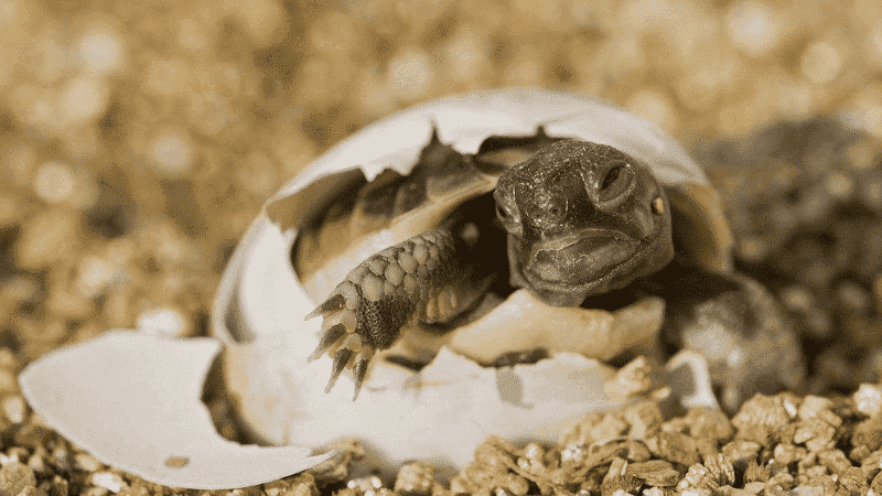 乌龟蛋怎么孵化