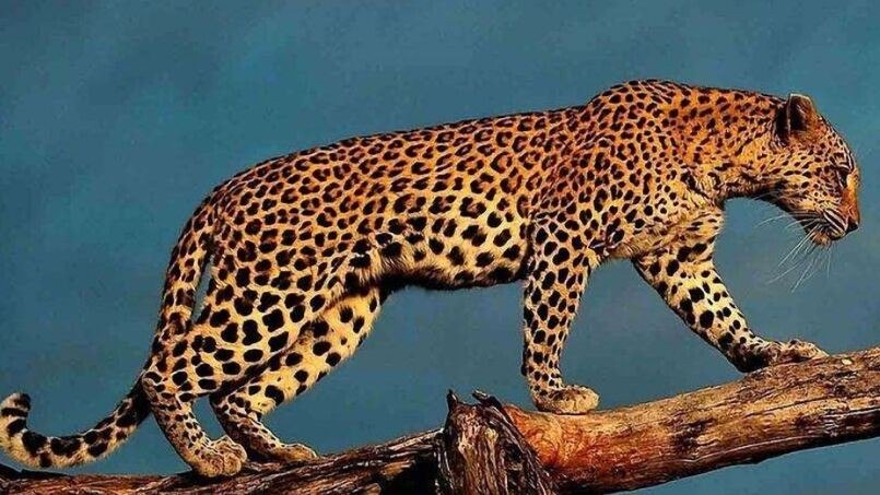cheetah和leopard区别